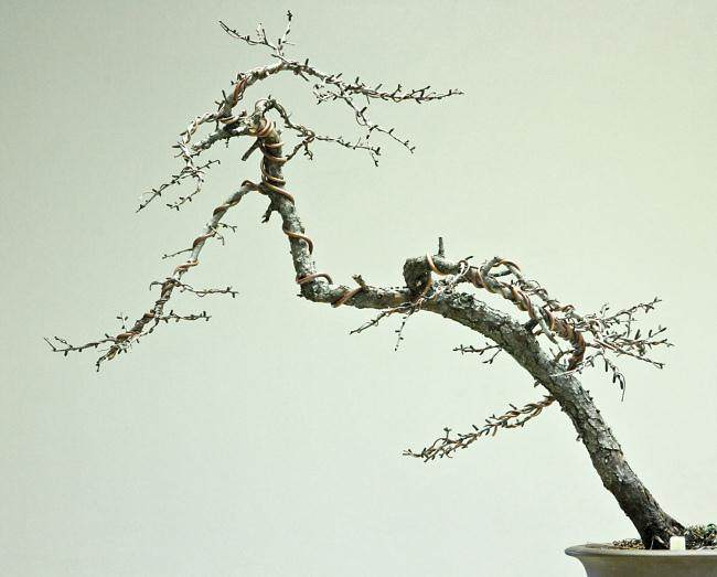 图解 盆景怎么盘扎修剪的14个过程