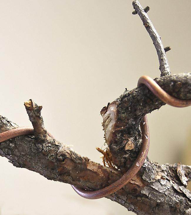 图解 盆景怎么盘扎修剪的14个过程