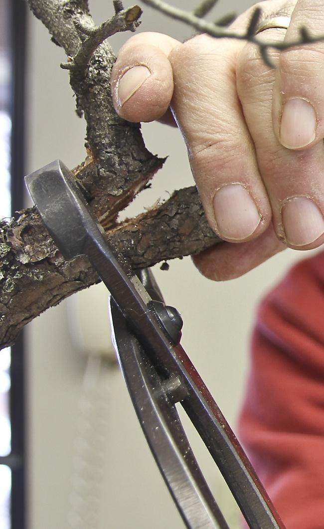 图解 盆景怎么盘扎修剪的14个过程