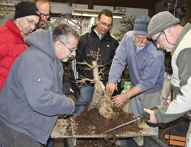 图解 盆景怎么盘扎修剪的14个过程