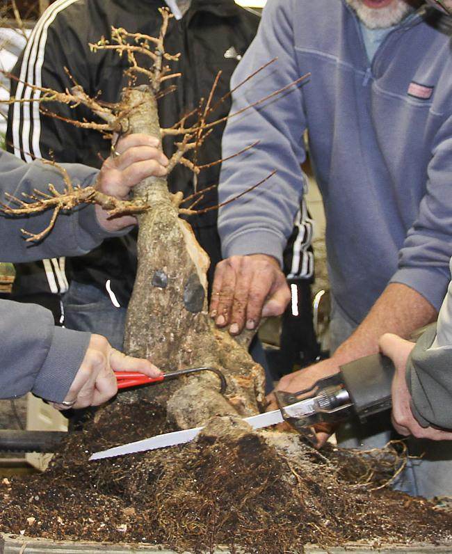 图解 盆景怎么盘扎修剪的14个过程