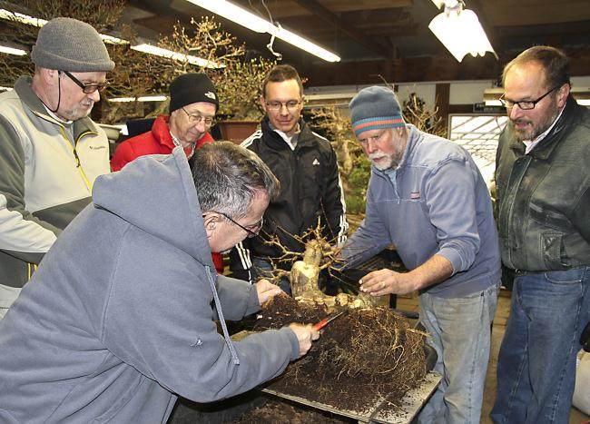 图解 盆景怎么盘扎修剪的14个过程