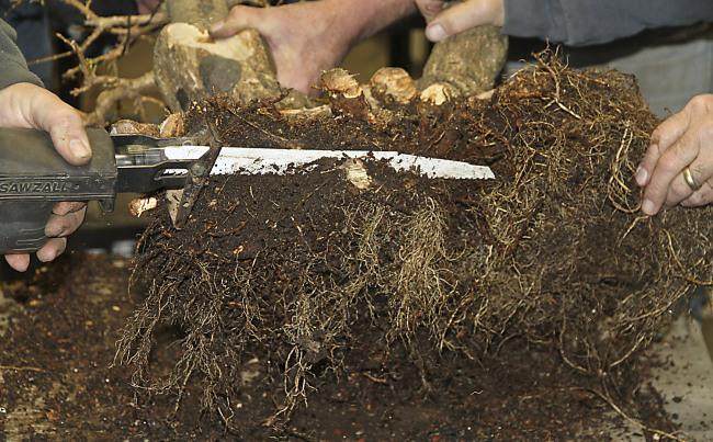 图解 盆景怎么盘扎修剪的14个过程