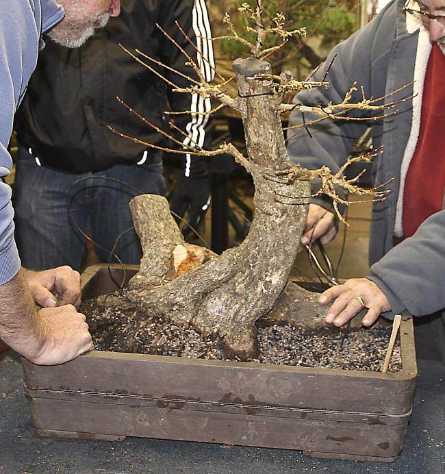 图解 盆景怎么盘扎修剪的14个过程