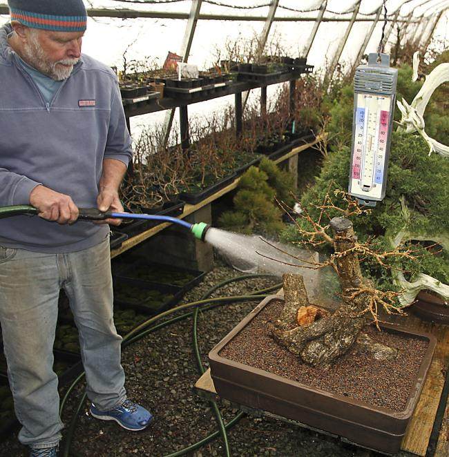 图解 盆景怎么盘扎修剪的14个过程