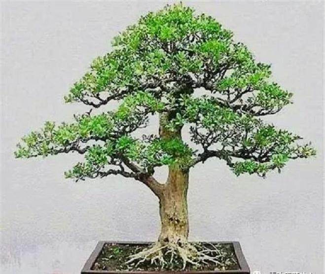盆景造型八法  不求他人 也能造出绝美盆景
