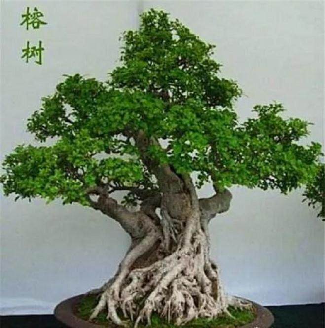 盆景造型八法  不求他人 也能造出绝美盆景