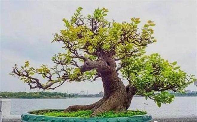 盆景造型八法  不求他人 也能造出绝美盆景