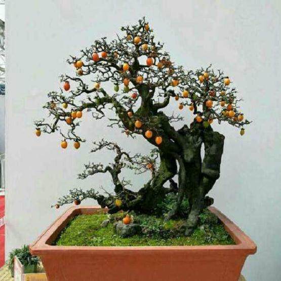 学会老鸦柿盆景的养护方法与造型技术