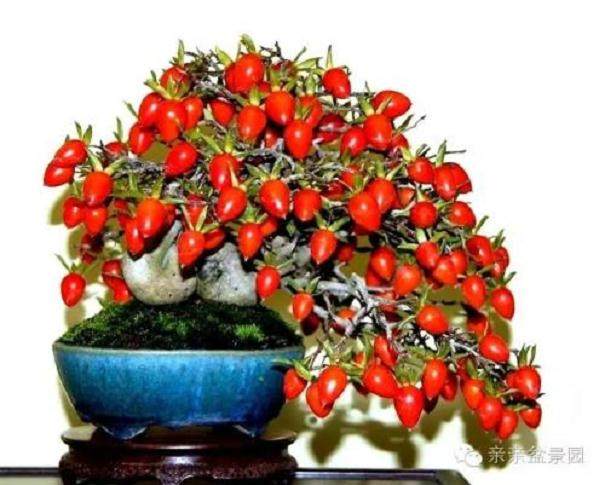 学会老鸦柿盆景的养护方法与造型技术