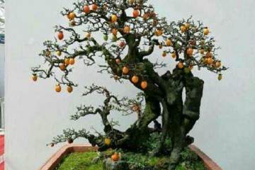 学会老鸦柿盆景的养护方法与造型技术