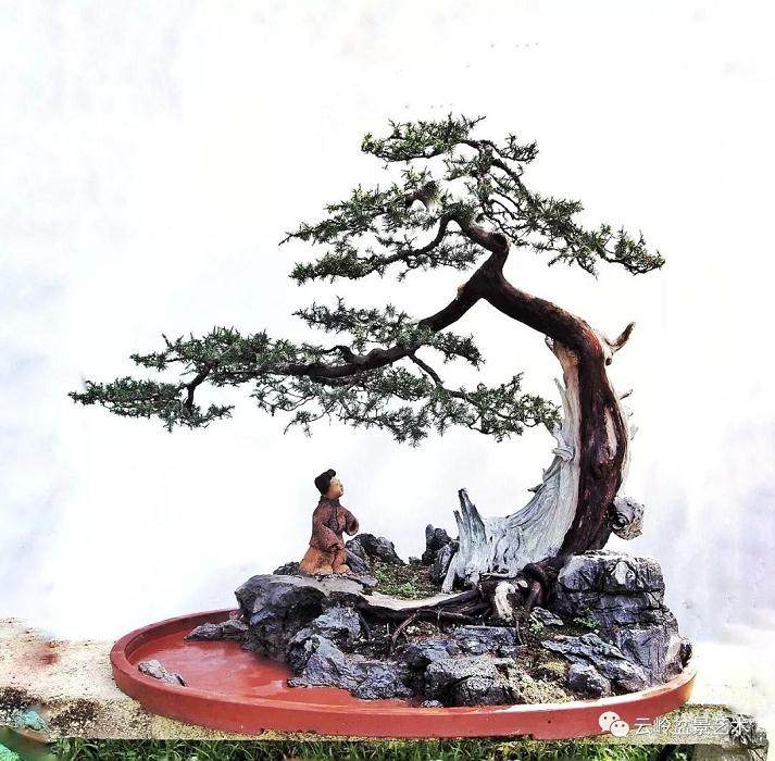 深圳盆景协会副秘书长郭少波和他的盆景