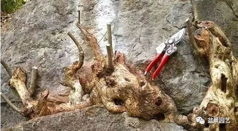 爬百米悬崖挖棵盆景黄杨 只为换儿子生活费