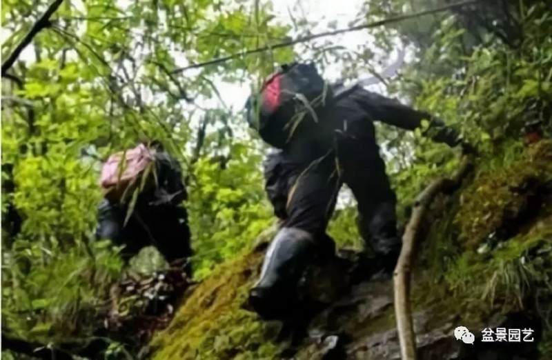 爬百米悬崖挖棵盆景黄杨 只为换儿子生活费