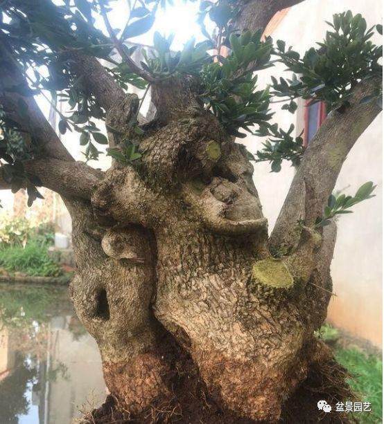 爬百米悬崖挖棵盆景黄杨 只为换儿子生活费