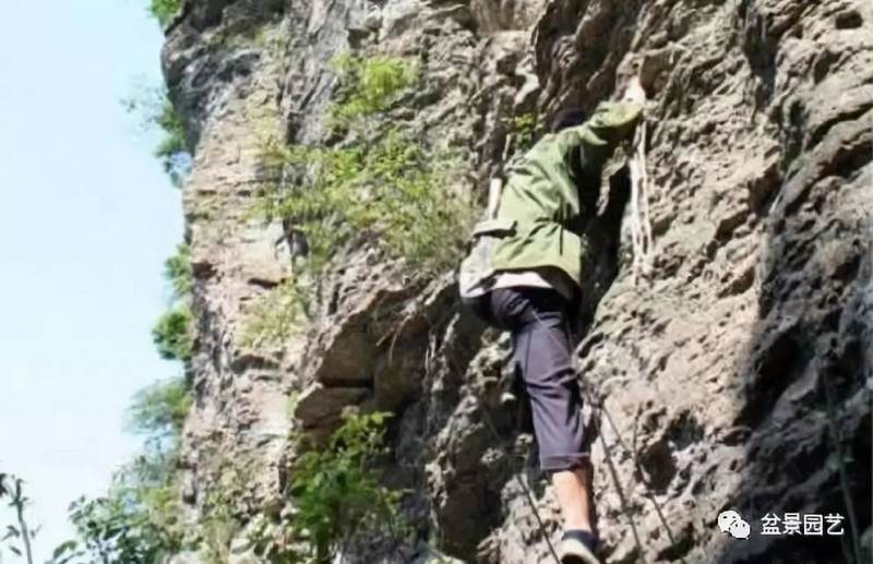 爬百米悬崖挖棵盆景黄杨 只为换儿子生活费
