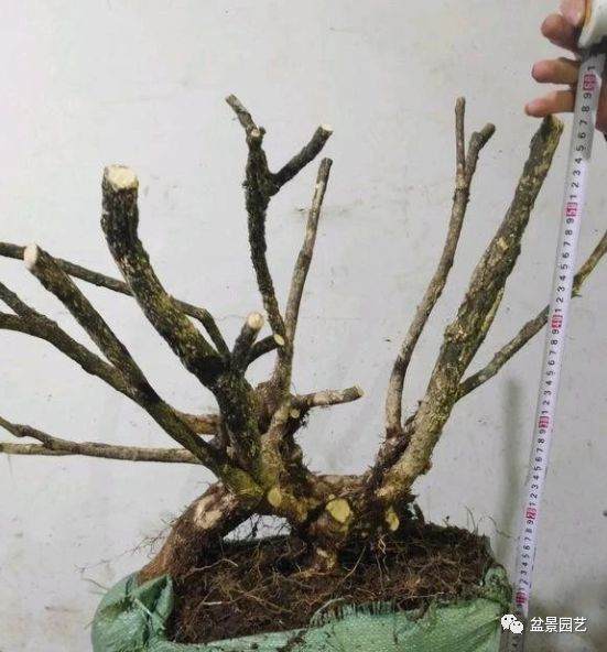 爬百米悬崖挖棵盆景黄杨 只为换儿子生活费