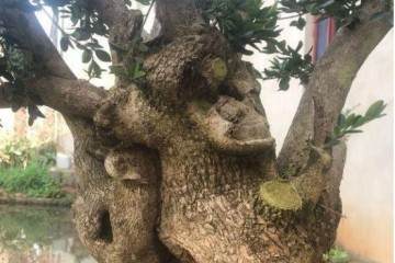 爬百米悬崖挖棵盆景黄杨 只为换儿子生活费