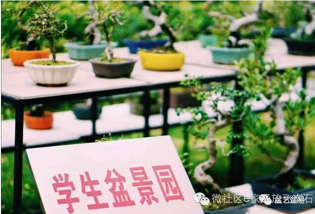 盆景制作走进广州校园!