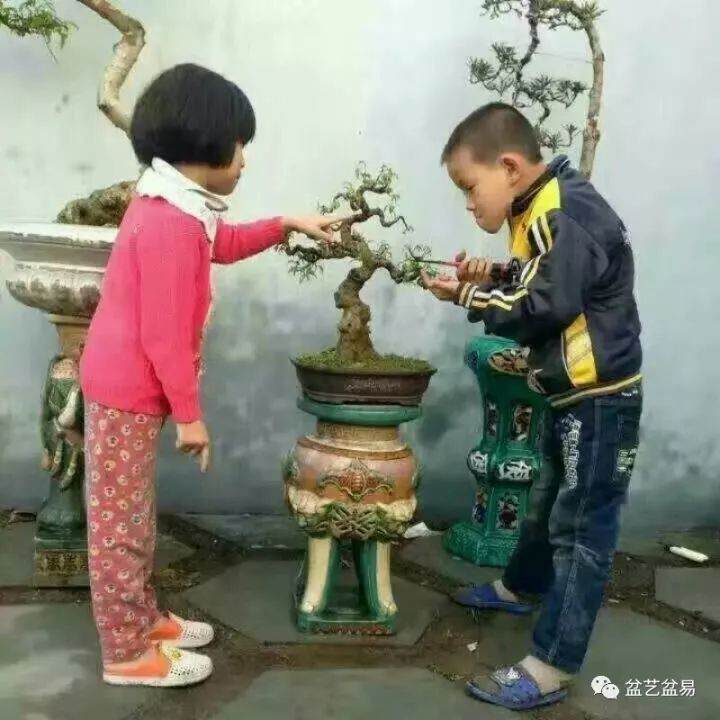 盆景制作走进广州校园!