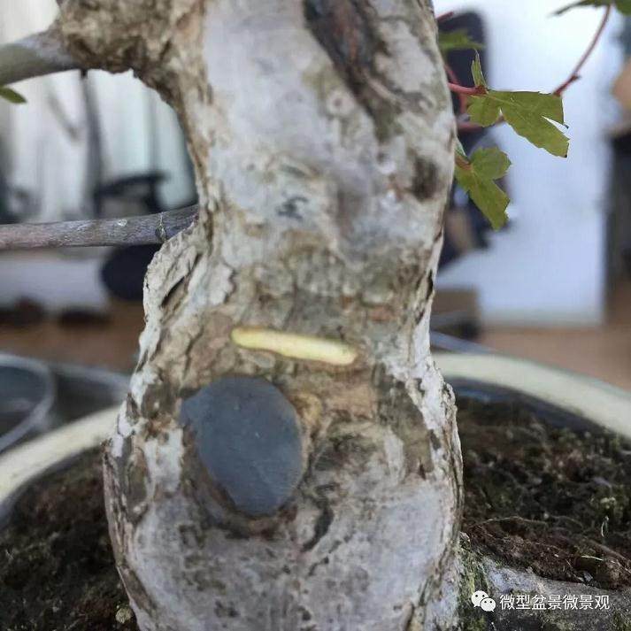 图解 快速培育灌木盆景发芽的方法