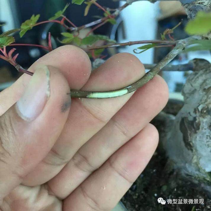 图解 快速培育灌木盆景发芽的方法