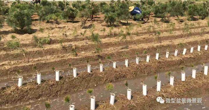 图解 快速培育灌木盆景发芽的方法