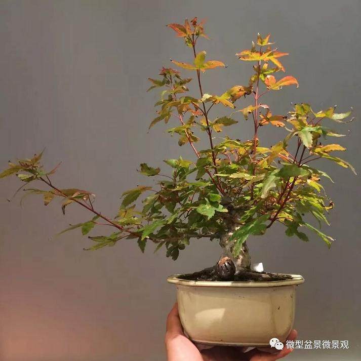 图解 快速培育灌木盆景发芽的方法