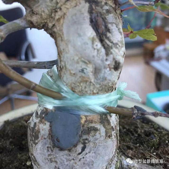 图解 快速培育灌木盆景发芽的方法