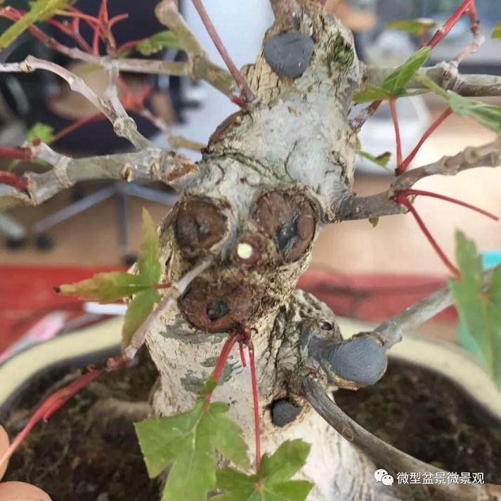 图解 快速培育灌木盆景发芽的方法