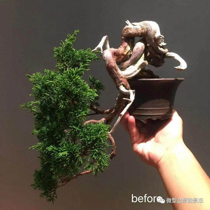 图解 快速培育灌木盆景发芽的方法