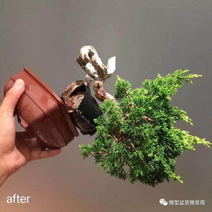 图解 快速培育灌木盆景发芽的方法