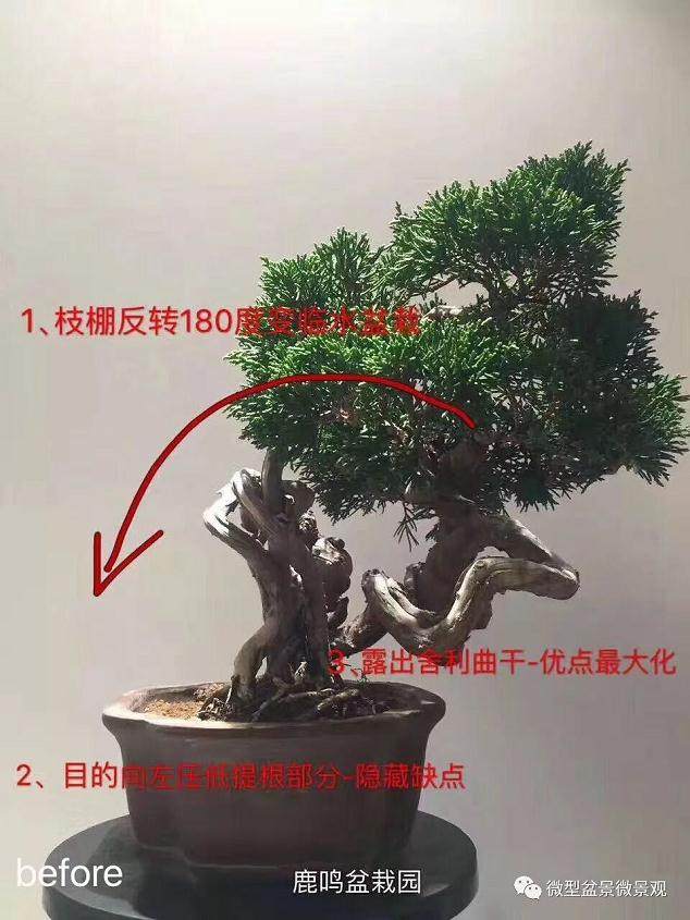 图解 快速培育灌木盆景发芽的方法