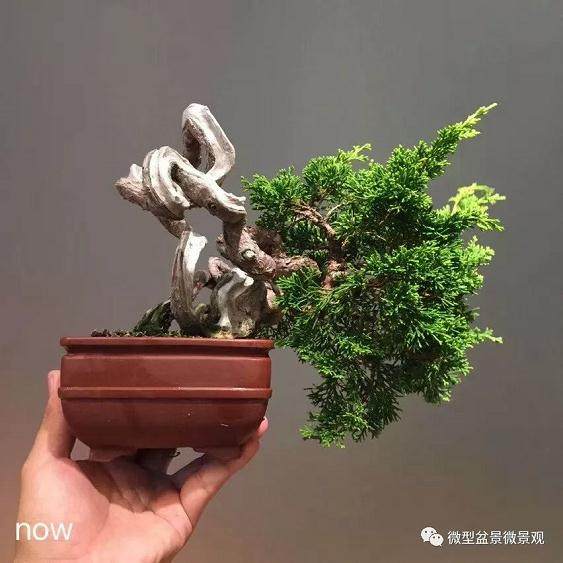 图解 快速培育灌木盆景发芽的方法