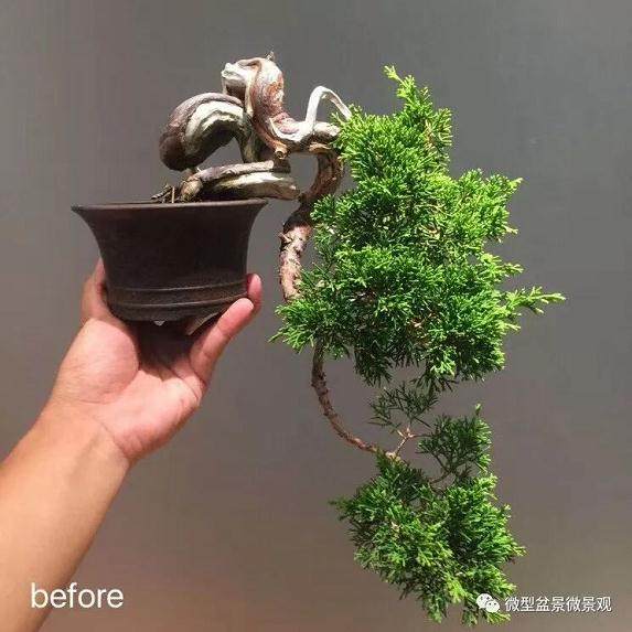 图解 快速培育灌木盆景发芽的方法