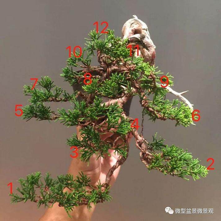 图解 快速培育灌木盆景发芽的方法