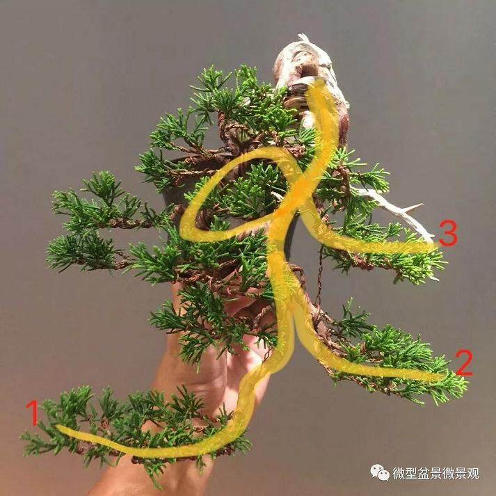 图解 快速培育灌木盆景发芽的方法