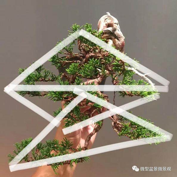 图解 快速培育灌木盆景发芽的方法