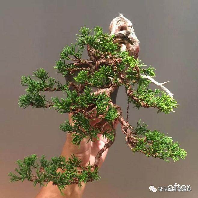 图解 快速培育灌木盆景发芽的方法