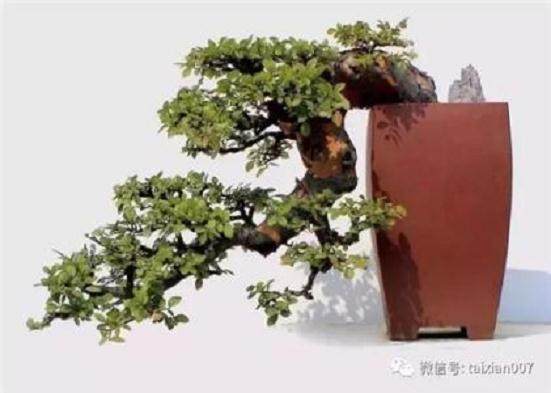 室内养小叶榆树盆景 叶子发黄 枯萎 怎么办?