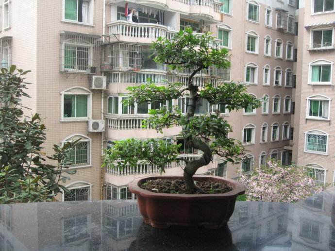 室内养小叶榆树盆景 叶子发黄 枯萎 怎么办?