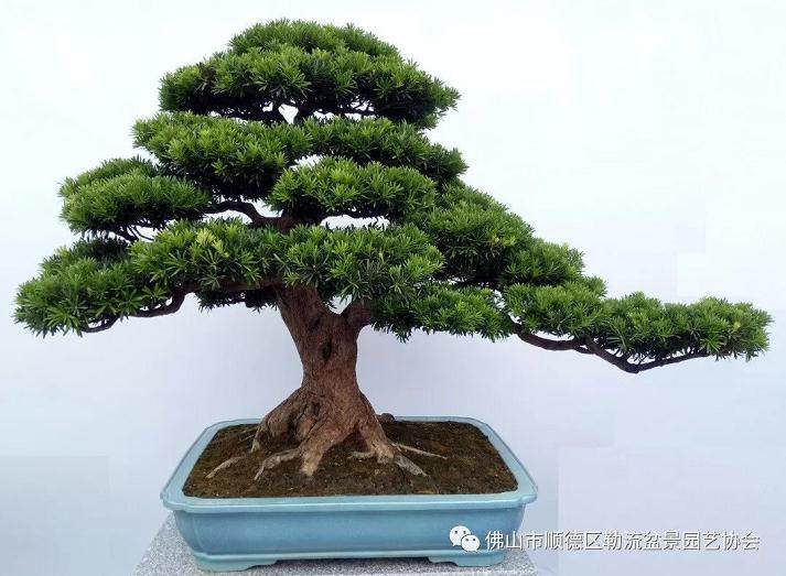 迎新年· 2019 佛山 勒流盆景园艺文化作品展