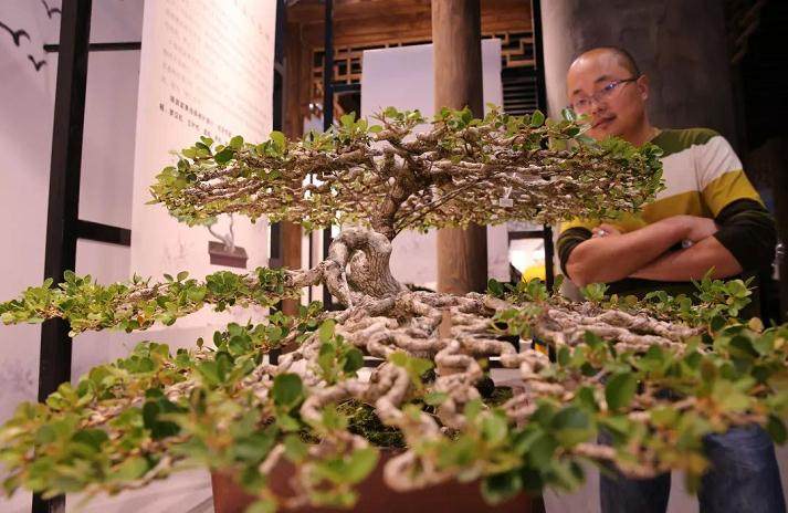 江苏盆景博物馆盛装开馆