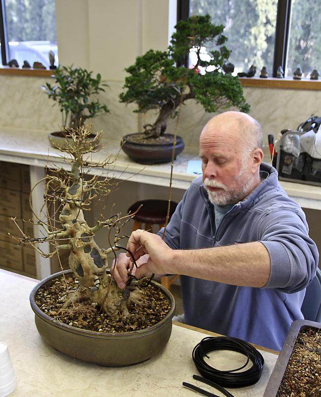 为期三天的古典盆景大师班的首次会议