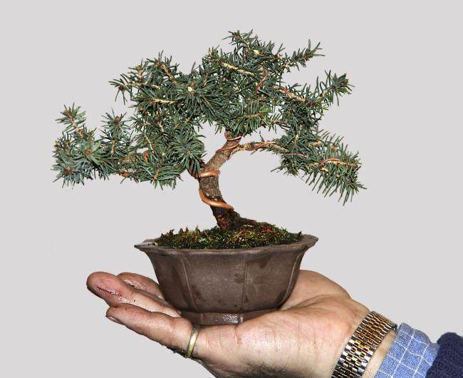 为期三天的古典盆景大师班的首次会议