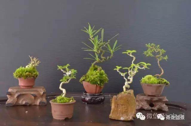 最近台湾流行一项新盆景浇水技术