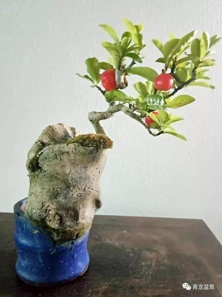 最近台湾流行一项新盆景浇水技术