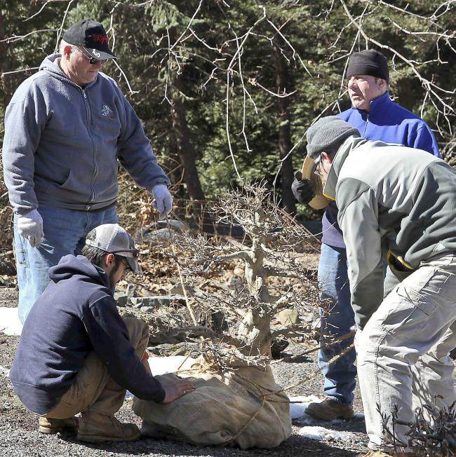 他将所有的盆景种植到他的大型园林景观中