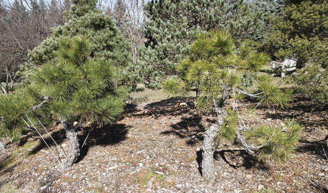 他将所有的盆景种植到他的大型园林景观中