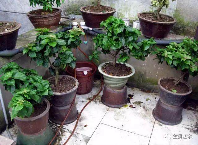图解 三角梅盆景怎么高压繁殖 快速成型